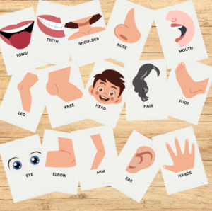 Printable Cards 22 Montessori Cards Flash Cards Nomenclature Cards Editable Montessori Toys preschool PDF